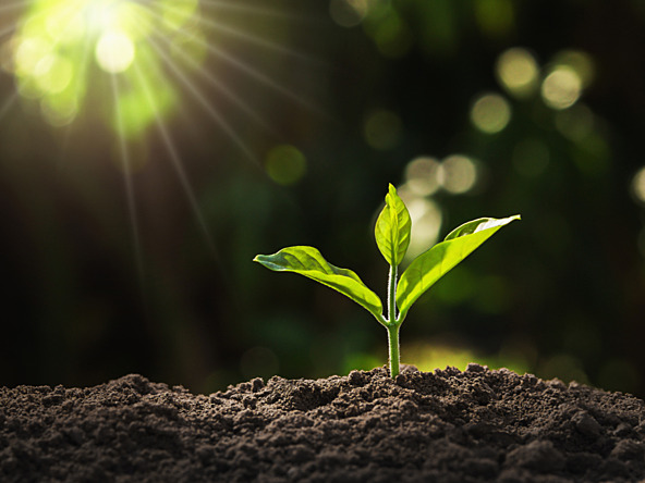 Plant growing